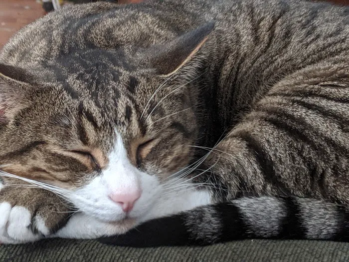 Furdunkin Veterinary Emergency Hospital Picture 4