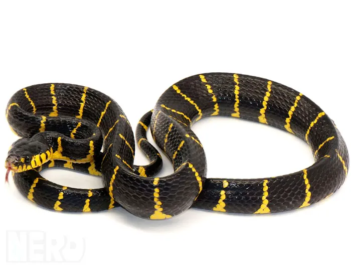 New England Reptile Distributors - NERD Picture 1