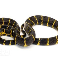 New England Reptile Distributors - NERD ico