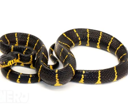 New England Reptile Distributors - NERD