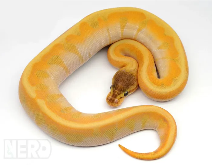 New England Reptile Distributors - NERD Picture 3