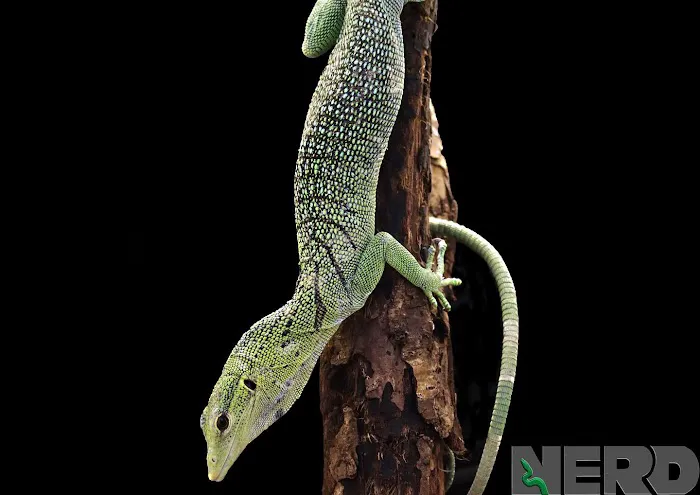 New England Reptile Distributors - NERD Picture 2
