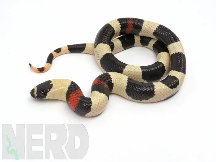 New England Reptile Distributors - NERD Picture 4