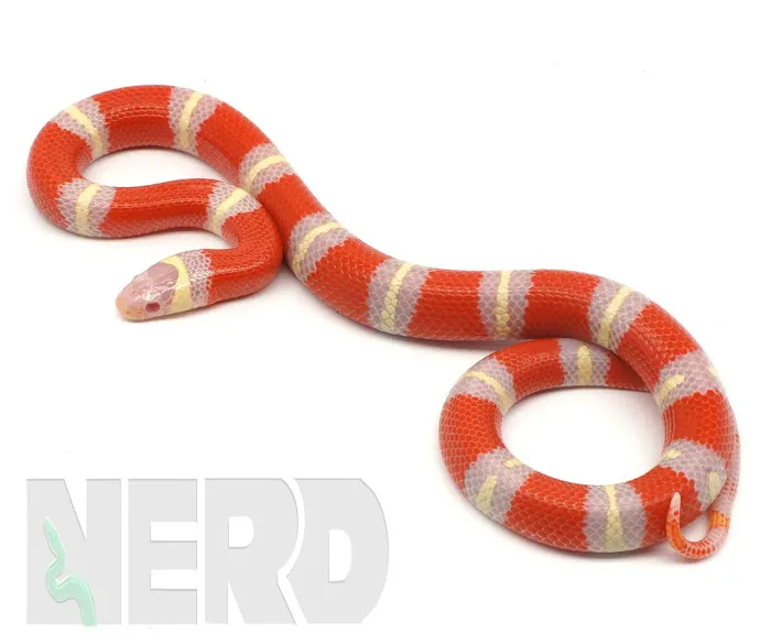 New England Reptile Distributors - NERD Picture 6