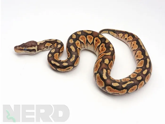 New England Reptile Distributors - NERD Picture 5