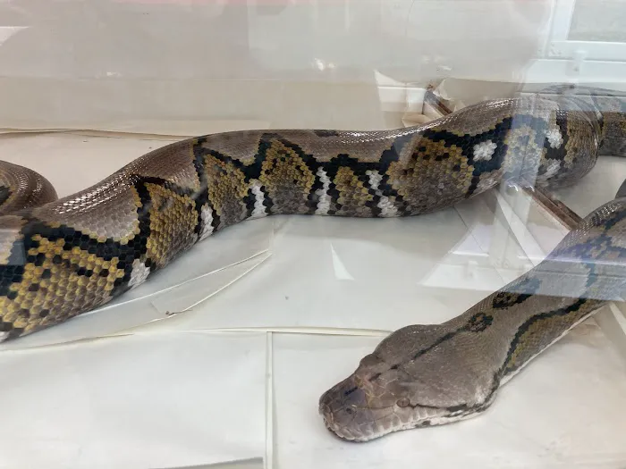 New England Reptile Distributors - NERD Picture 7
