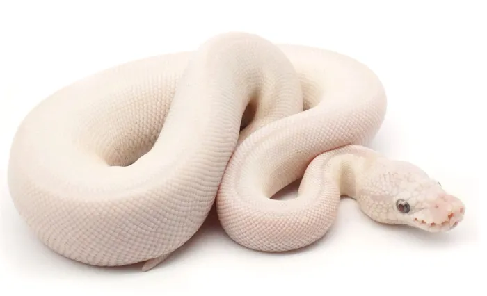 New England Reptile Distributors - NERD Picture 9