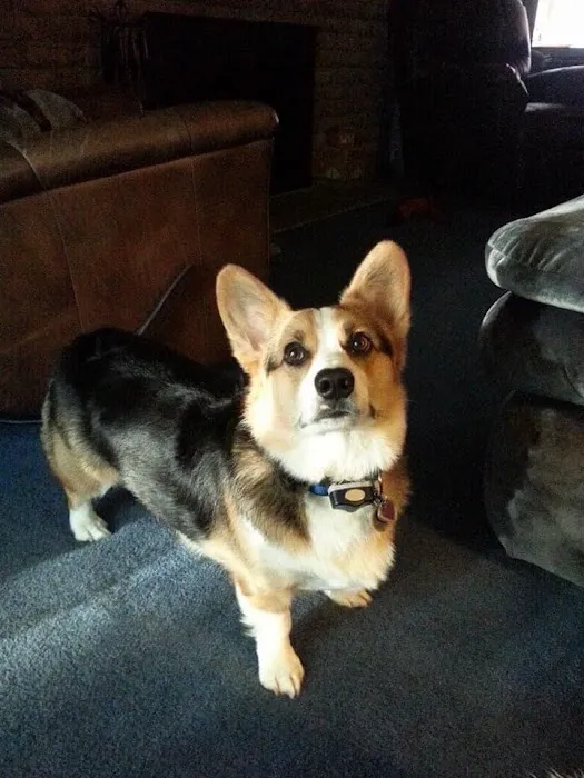 Happy Tails Animal Hospital Picture 10