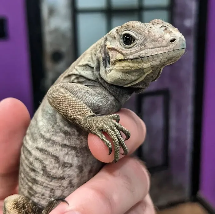 Zoo Creatures Pet Store Picture 3