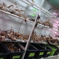 Zoo Creatures Pet Store ico