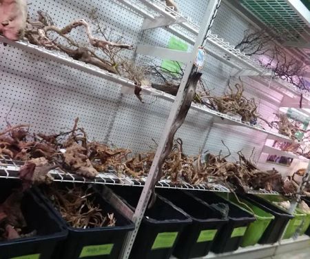 Zoo Creatures Pet Store
