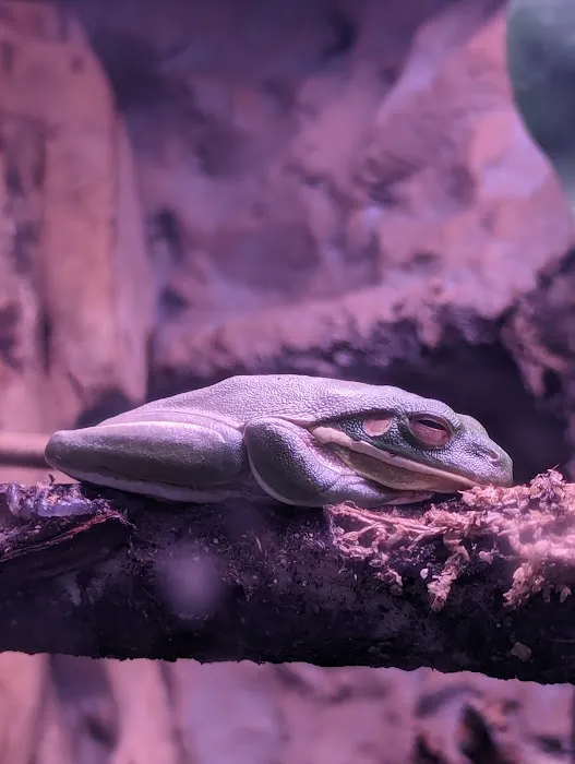 Zoo Creatures Pet Store Picture 6