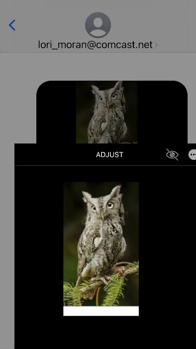 Hoot Houses by Jeff Picture 6
