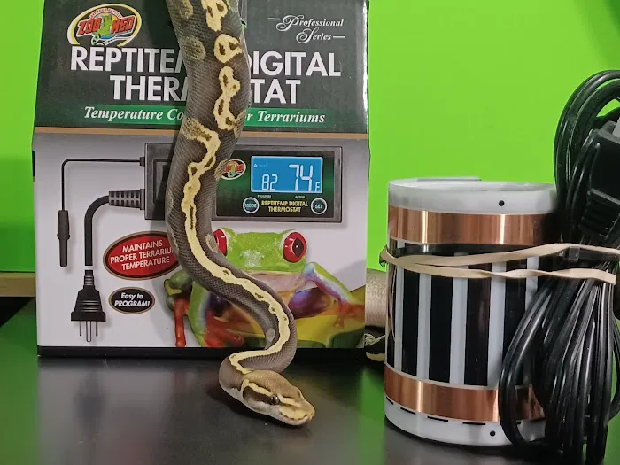 Skinz Pythons and Pigment Picture 1