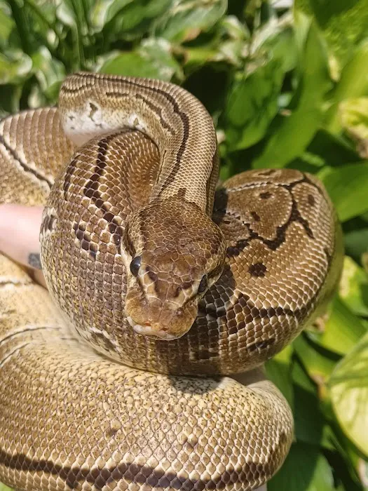 Skinz Pythons and Pigment Picture 3