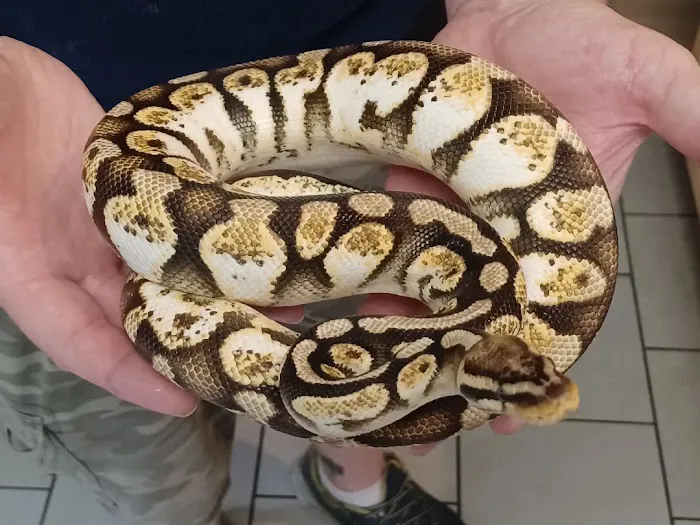Skinz Pythons and Pigment Picture 5