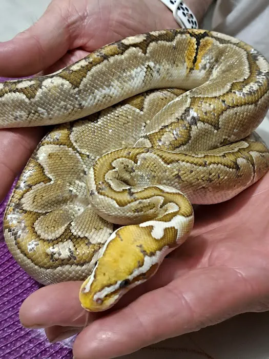 Skinz Pythons and Pigment Picture 7