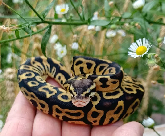 Skinz Pythons and Pigment Picture 6