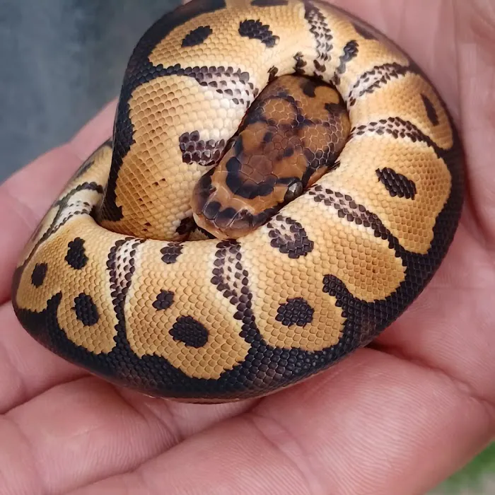 Skinz Pythons and Pigment Picture 9