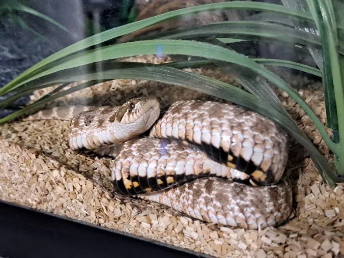 Skinz Pythons and Pigment Picture 8