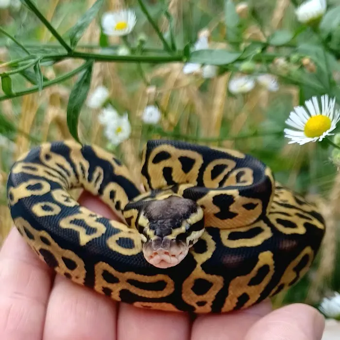 Skinz Pythons and Pigment Picture 10