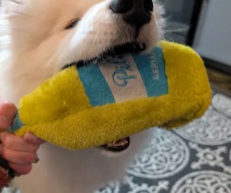 Quinn's Canine Café