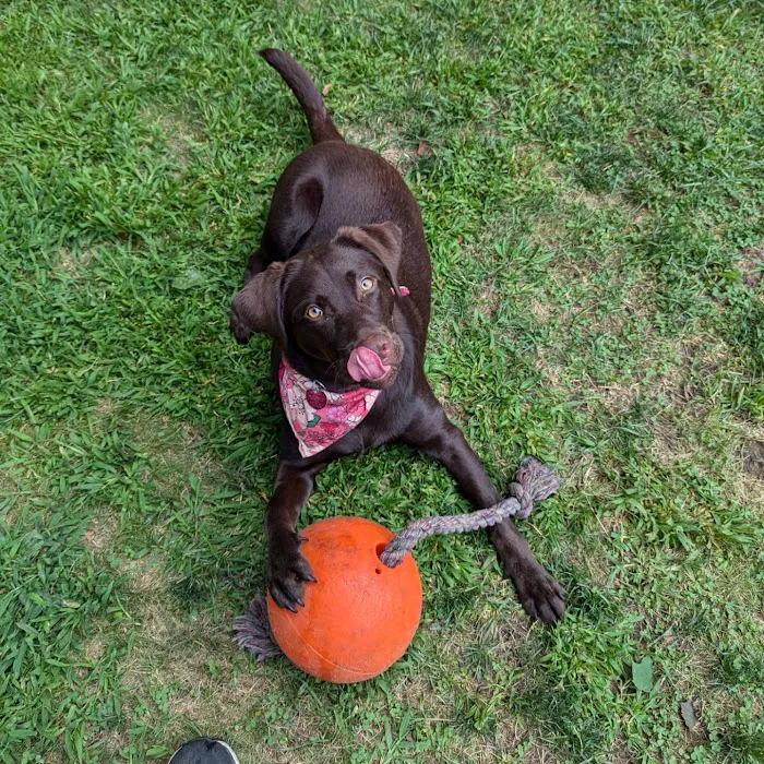 Quinn's Canine Café Picture 4