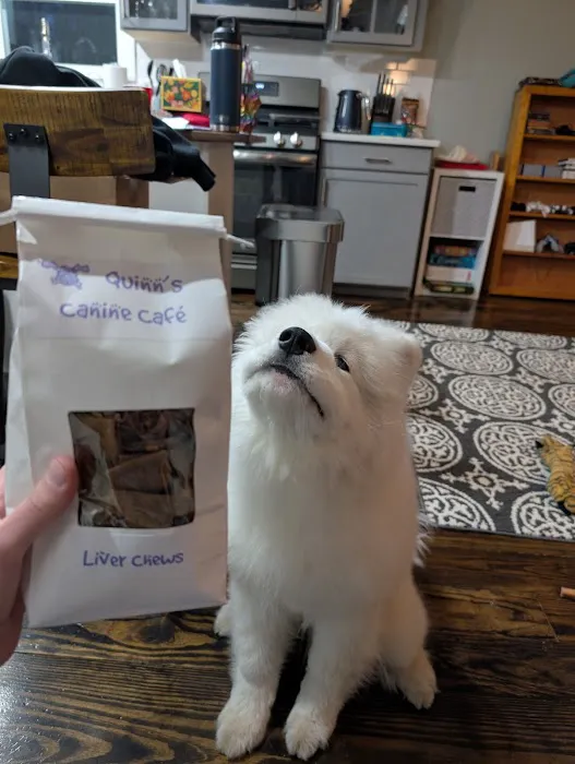 Quinn's Canine Café Picture 8