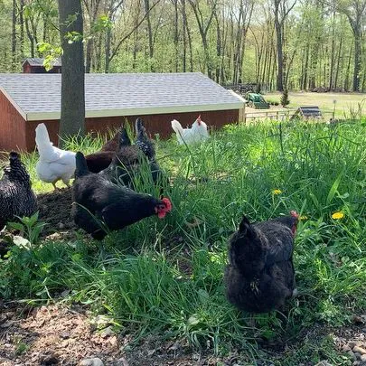 Fox Hill Farm Stand & Pet Store Picture 1