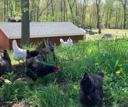 Fox Hill Farm Stand & Pet Store
