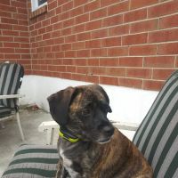 Petco ico