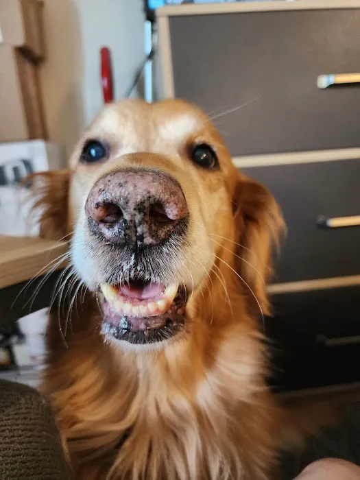 The Natural Dog Picture 1