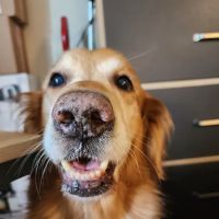 The Natural Dog ico