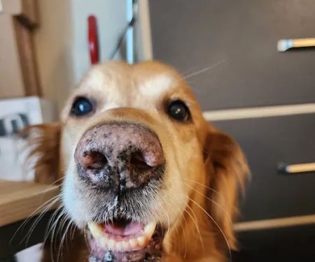 The Natural Dog