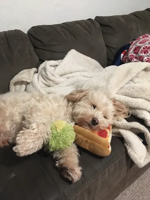 The Natural Dog Picture 2