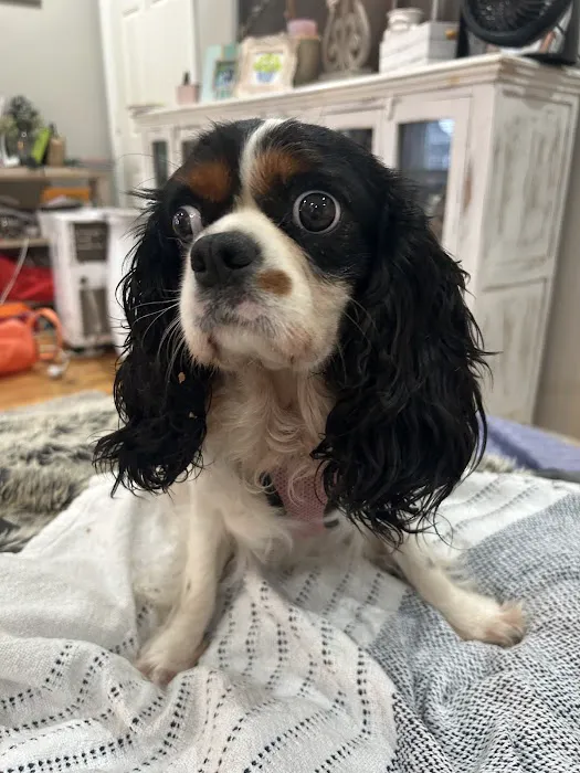 The Natural Dog Picture 5