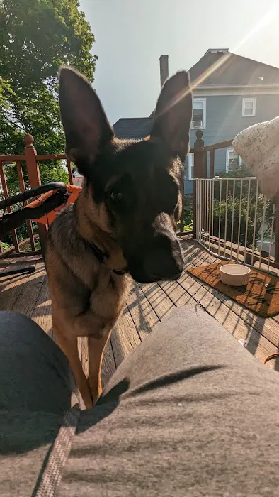 The Natural Dog Picture 4