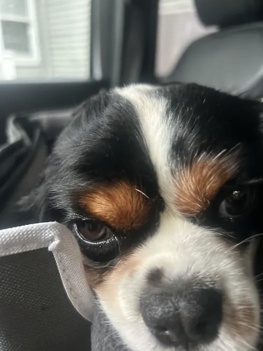 The Natural Dog Picture 7