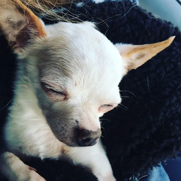 Pet Day Surgery Picture 3
