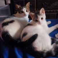 Pet Day Surgery ico