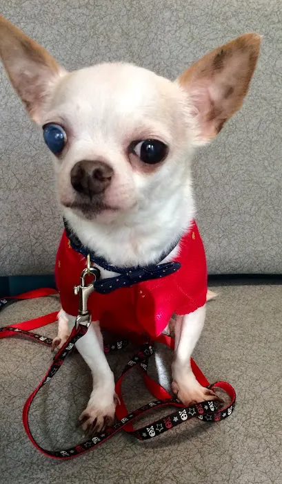 Pet Day Surgery Picture 8