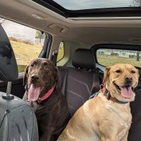 Bernville Veterinary Clinic Pet Spa & Resort ico