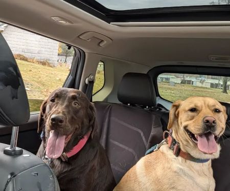 Bernville Veterinary Clinic Pet Spa & Resort