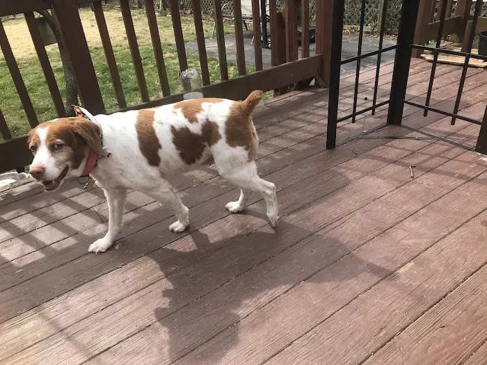 Bernville Veterinary Clinic Pet Spa & Resort Picture 6