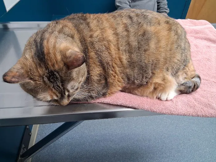Bernville Veterinary Clinic Pet Spa & Resort Picture 8