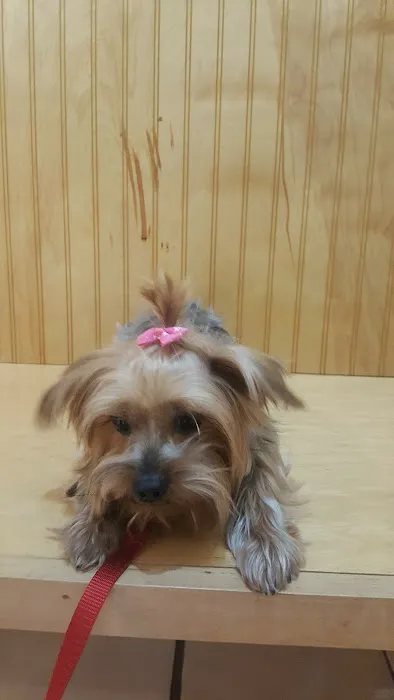 Bernville Veterinary Clinic Pet Spa & Resort Picture 7