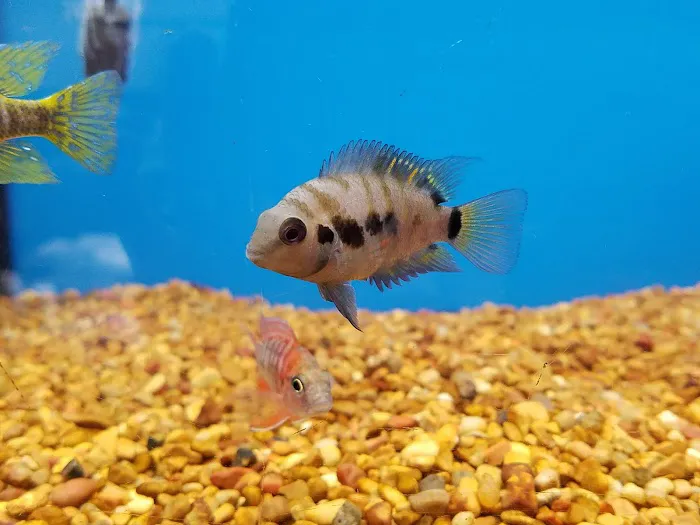 Petco Picture 10