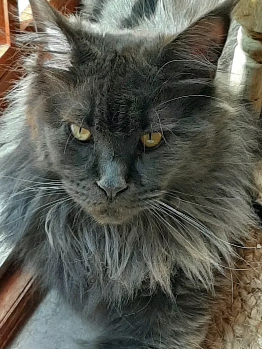 Mount Haven Cattery Picture 2