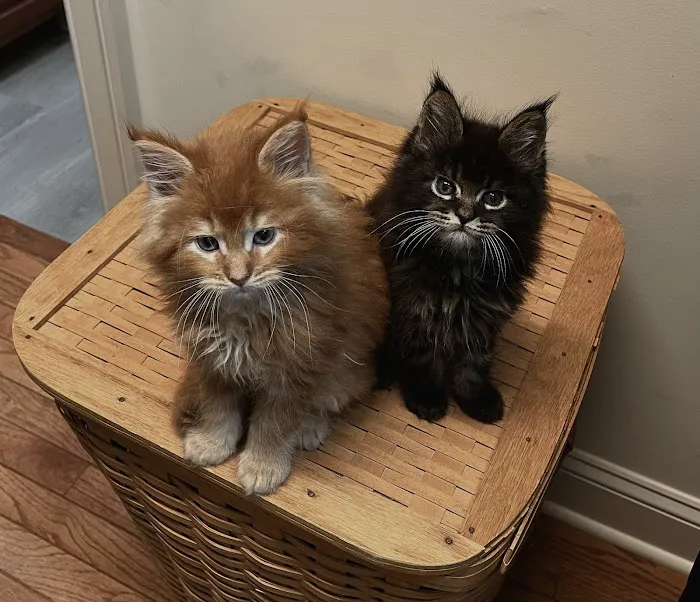 Mount Haven Cattery Picture 1