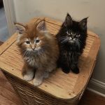 Mount Haven Cattery
